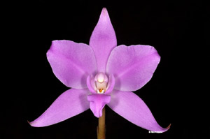 Mexican Laelia Species